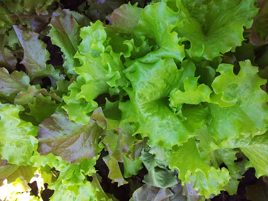 Grow Your Own Food- head of lettuce